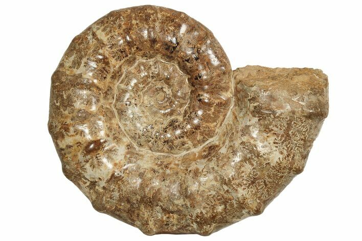 Huge, Jurassic Ammonite Fossil - Madagascar #223794